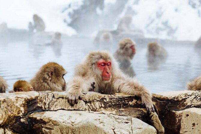 1-Day Snow Monkeys, Zenko-ji Temple & Sake in Nagano Tour - Winter Experience: Hot Springs and Snow Monkeys