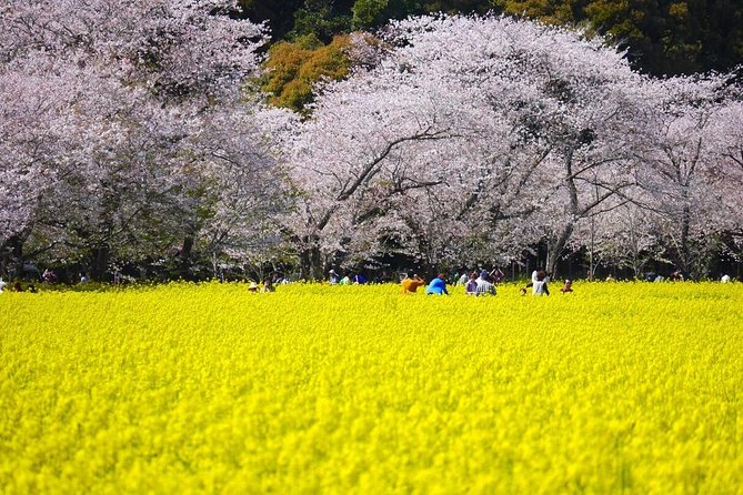 A Day Charter Bus Tour Around Cherry Blossoms in Northern Kyushu - Tour Duration