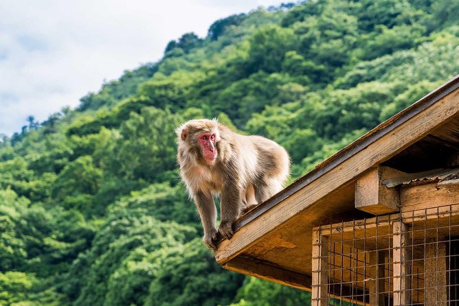 Afternoon Arashiyama Bamboo Forest & Monkey Park Bike Tour - Tour Overview and Inclusions