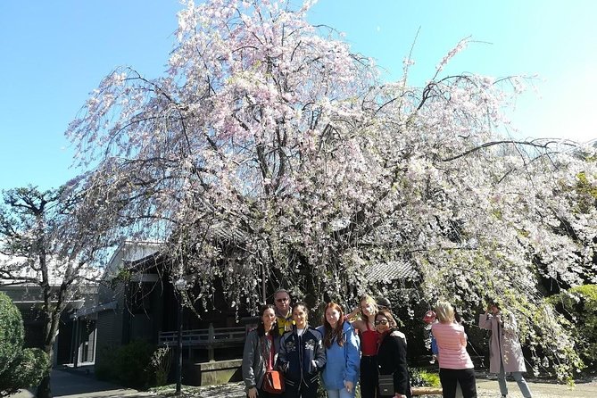 Cherry Blossom Highlights, Asakusa, Ueno, Yanaka - Best Time to See Cherry Blossoms