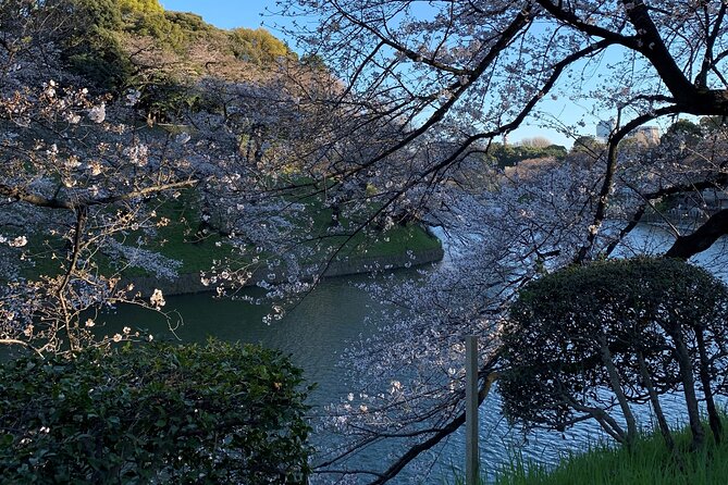 Cherry Blossom Tour in Tokyo - Tour Highlights