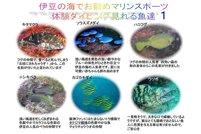 Experience Diving! ! Scuba Diving in the Sea of Japan! ! if You Are Not Confident in Swimming, It Is - Tour Details