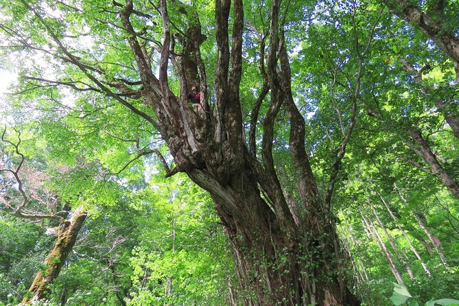 Forest Healing Around the Giant Beech and Katsura Trees - Forest Bathing Benefits and History