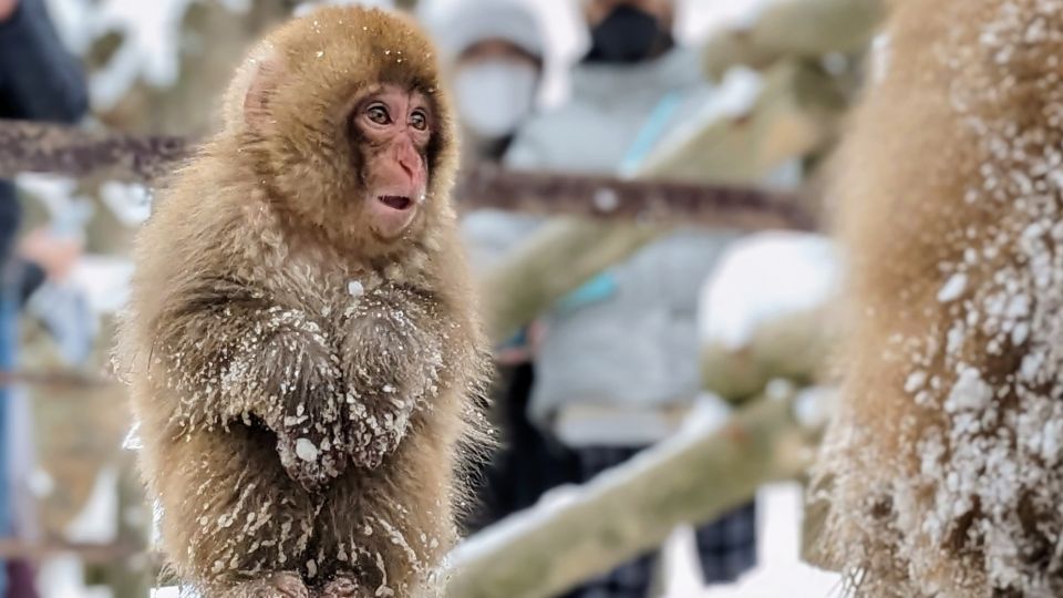 From Tokyo: Snow Monkey 1 Day Tour With Beef Sukiyaki Lunch - Activity Details