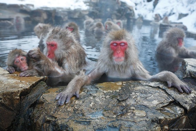 Full Day Snow Monkey Tour To-And-From Tokyo, up to 12 Guests - Pricing and Booking Information