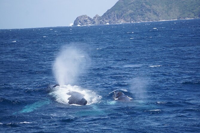 Great Whale Watching at Kerama Islands and Zamami Island - The Best Time to Go