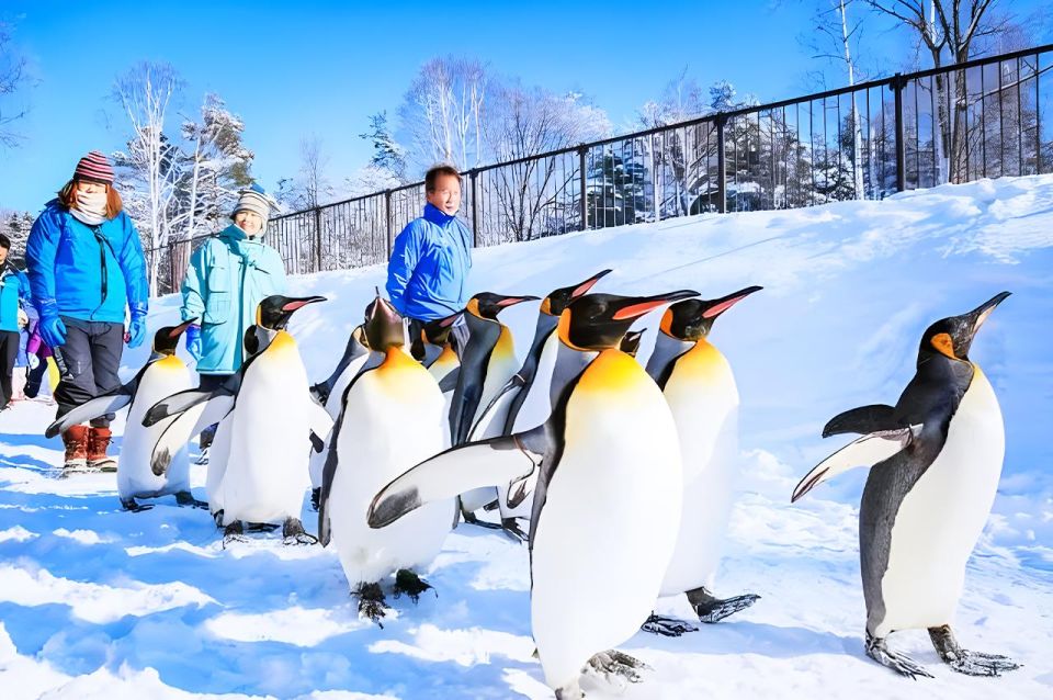 Hokkaido: Asahiyama Zoo, Furano, Beiei Blue Pond 1-Day Tour - Tour Highlights