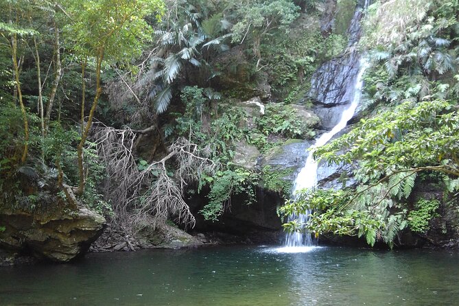 Jungle River Trek: Private Tour in Yanbaru, North Okinawa - Tour Information