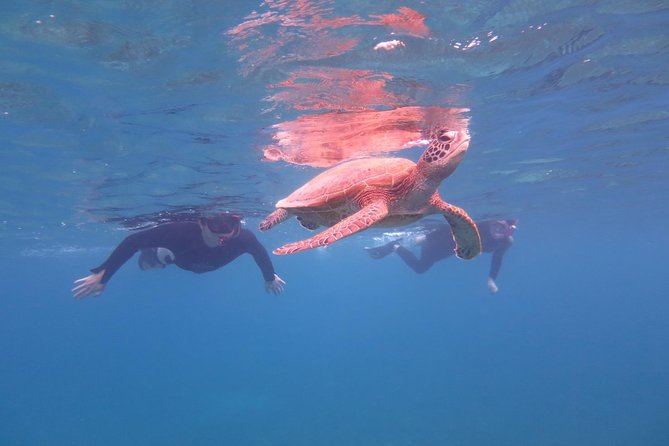 [Miyakojima Snorkel] Private Tour From 2 People Go to Meet Cute Sea Turtle - Tour Details and Restrictions