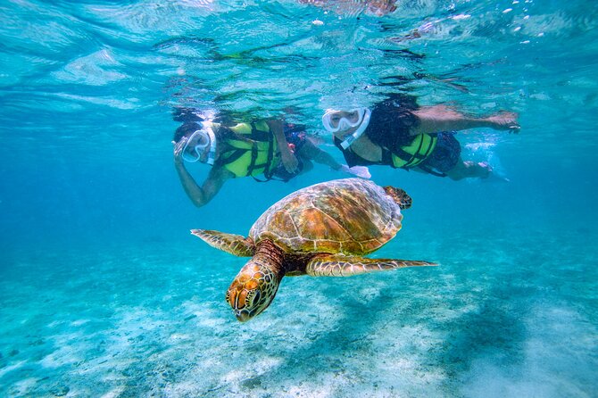 Miyakojima / Snorkel Tour to Swim With Sea Turtles