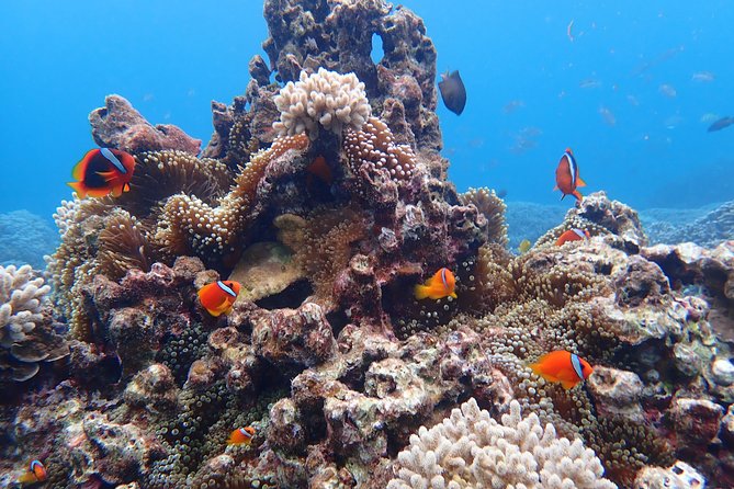 [Okinawa Miyako] Natural Aquarium! Tropical Snorkeling With Colorful Fish! - Snorkeling in Okinawa Miyakos Crystal Clear Waters