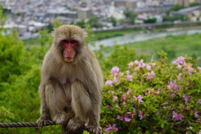 Private Arashiyama Walking Tour: Bamboo, Monkeys & Secrets - Highlights of the Bamboo Forest