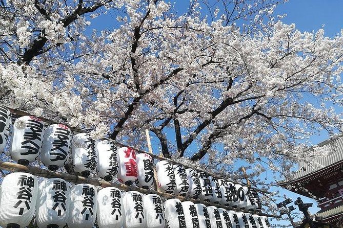 Private Full-Day Cherry-Blossom Tour of Tokyo With Tsukiji - Tour Overview and Highlights