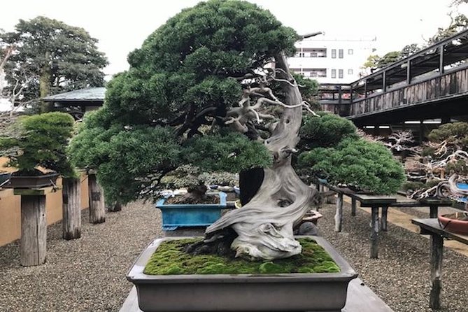Small-Group 2-Hour Bonsai-Making Lesson in Tokyo - Workshop Details and Logistics