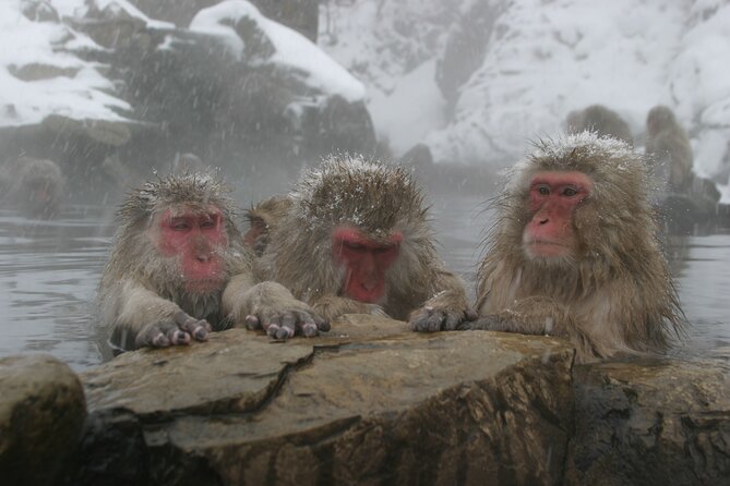 Snow Monkey Park & Miso Production Day Tour From Nagano - Monkey Park Guidelines