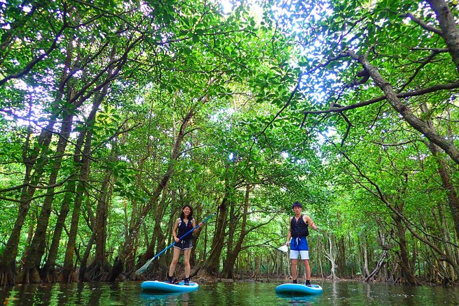 SUP/Canoe Tour In Mangrove Forest in Iriomote Okinawa - Explore the Enchanting Mangrove Forest