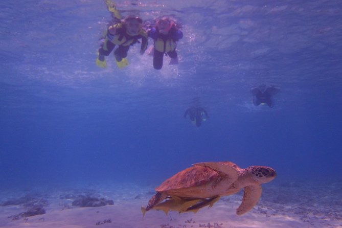 Swim With Sea Turtles at Kerama Islands - Accessibility and Health Considerations