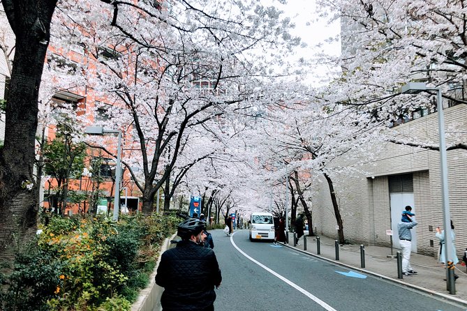 Tokyo Cherry Blossoms Blooming Spots E-Bike 3 Hour Tour