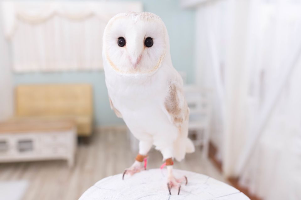 Tokyo: Meet Owls at the Owl Café in Akihabara - Activity Details