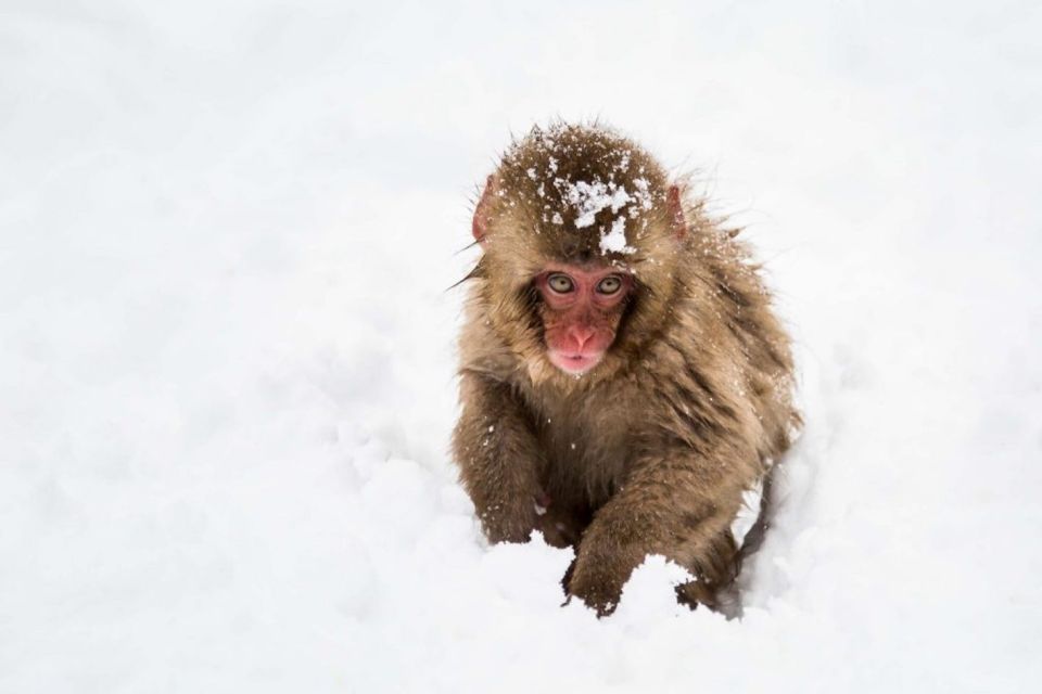 1 Day Tour: Snow Monkeys & Snow Fun in Shiga Kogen - Full Description of the Activity
