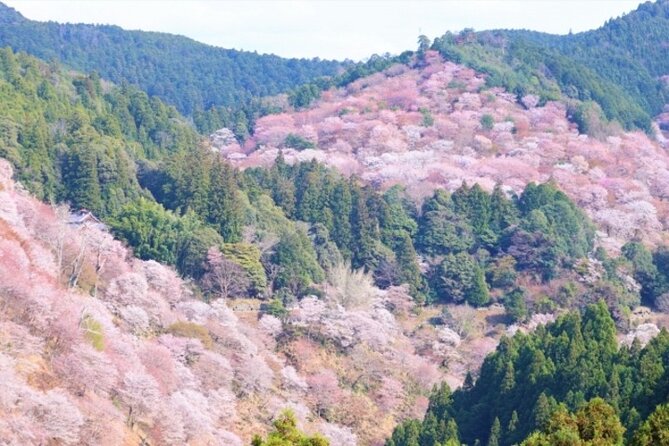 Cherry Blossom Buddha and Mt.Yoshino With Strawberry Picking Tour - Booking and Flexibility