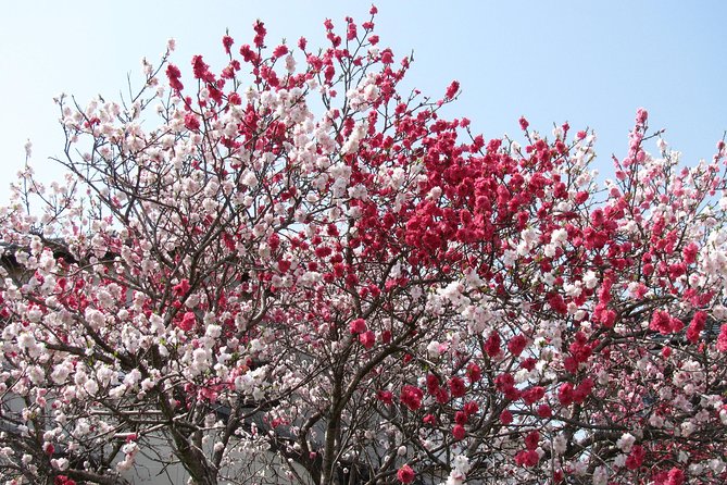 Cherry Blossom Highlights, Asakusa, Ueno, Yanaka - Asakusas Cherry Blossom Attractions