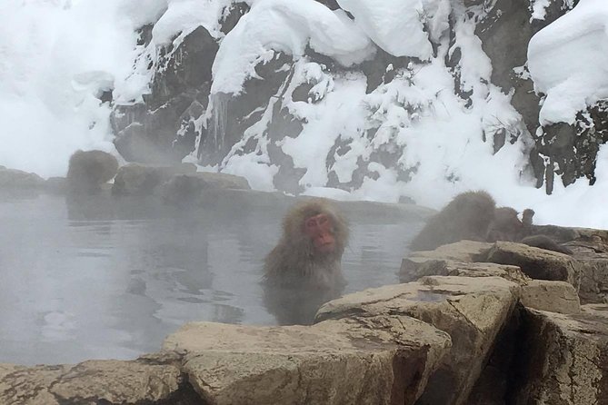 Explore Jigokudani Snow Monkey Park With a Knowledgeable Local Guide - Location and Winter Charm