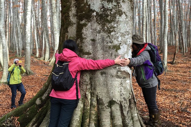 Forest Healing Around the Giant Beech and Katsura Trees - Healing Properties of Natures Giants
