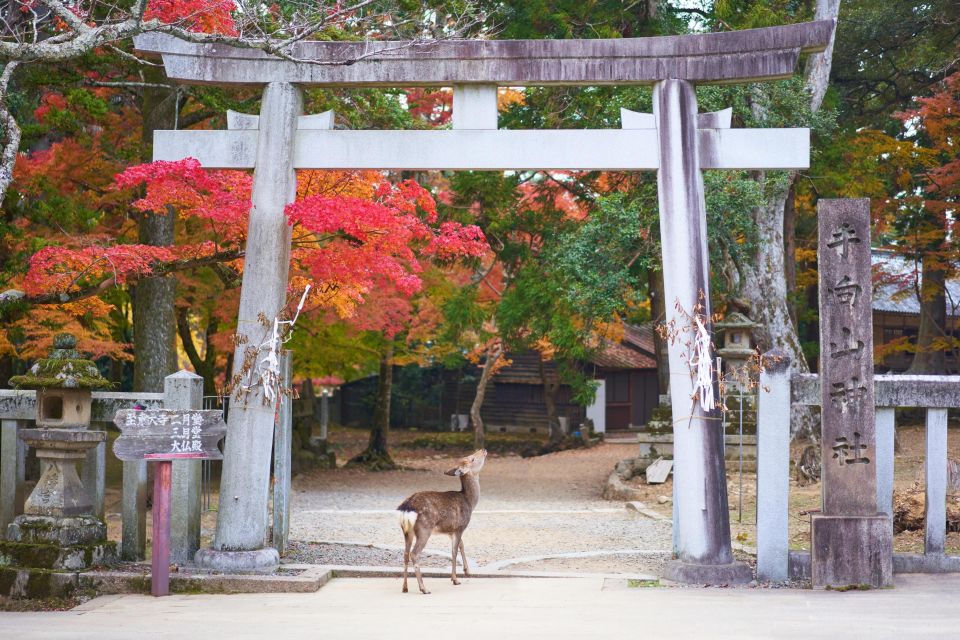 From Kyoto or Osaka: Private Walking Tour Through Nara - Experience