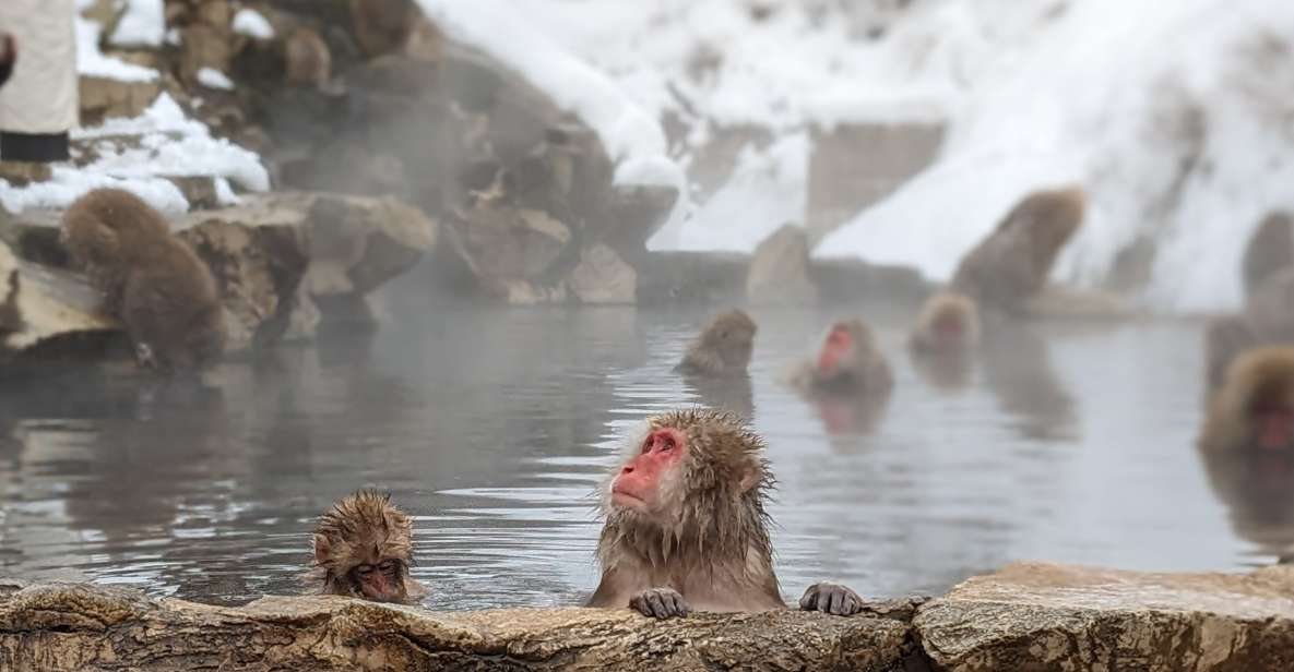 From Tokyo: Snow Monkey 1 Day Tour With Beef Sukiyaki Lunch - Tour Highlights
