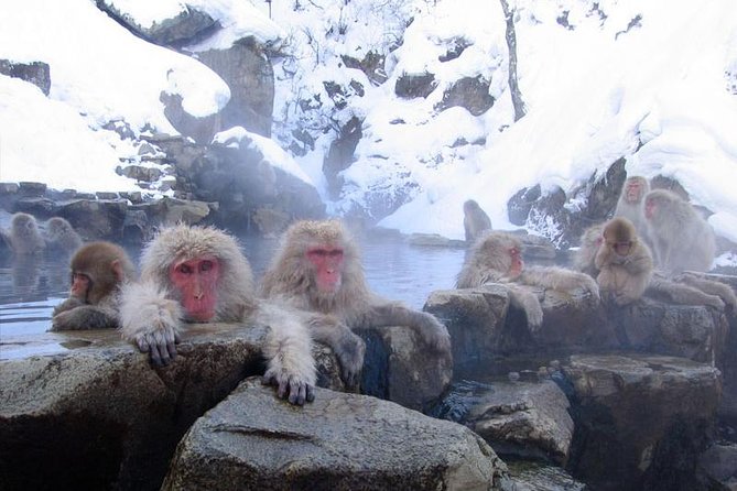 Full Day Snow Monkey Tour To-And-From Tokyo, up to 12 Guests - Inclusions