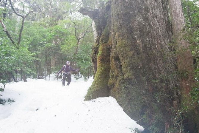 Granite Obelisk in Yakushima Full-Day Trekking Tour - Itinerary Overview