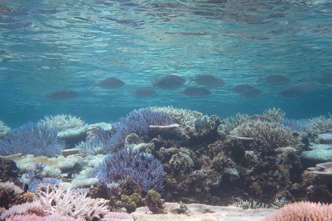 [Miyakojima Snorkel] Private Tour From 2 People Enjoy From 3 Years Old! Enjoy Nemo, Coral and Miyako - Cancellation Policy