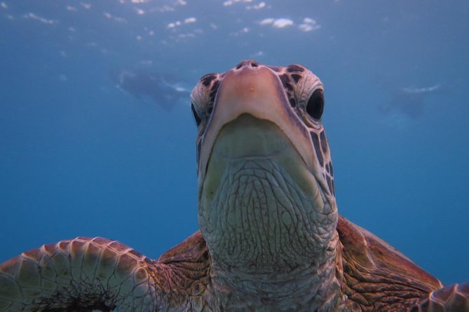 [Miyakojima Snorkel] Private Tour From 2 People Go to Meet Cute Sea Turtle - Additional Information