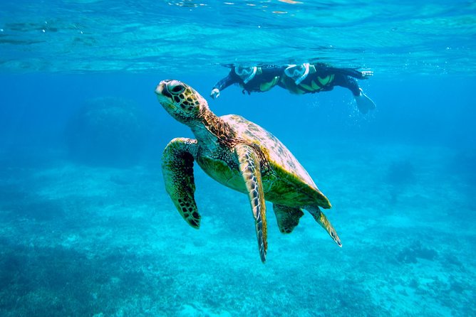 Miyakojima / Snorkel Tour to Swim With Sea Turtles - Additional Information and Requirements