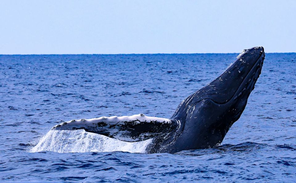 Naha, Okinawa: Kerama Islands Half-Day Whale Watching Tour - Experience Highlights