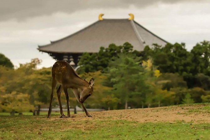 Nara Private Tour by Public Transportation From Osaka - Guides Assistance With Tickets and Routes