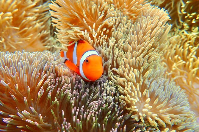 [Okinawa Miyako] Natural Aquarium! Tropical Snorkeling With Colorful Fish! - Exploring the Vibrant Marine Life of the Natural Aquarium