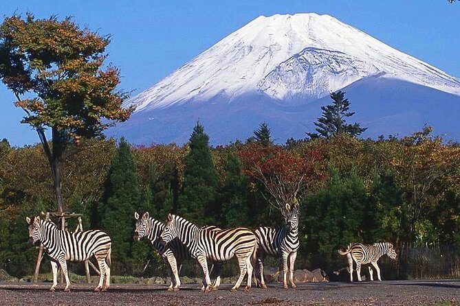 Private Mount Fuji and Hakone City Tour From Tokyo - Schedule Overview