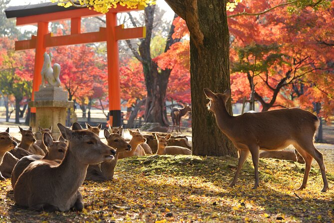 Private Nara Tour With Government Licensed Guide & Vehicle (Osaka Departure) - Tour Exclusivity and Participation