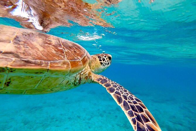 Private Swimming and Snorkeling Tour With Sea Turtles in Amami - Date and Traveler Information