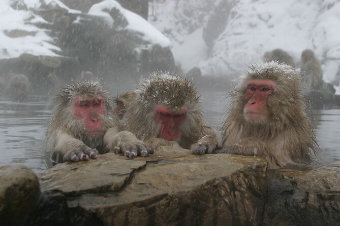 Snow Monkey Park & Miso Production Round Trip Day Tour From Tokyo - Monkey Park Experience and Guidelines