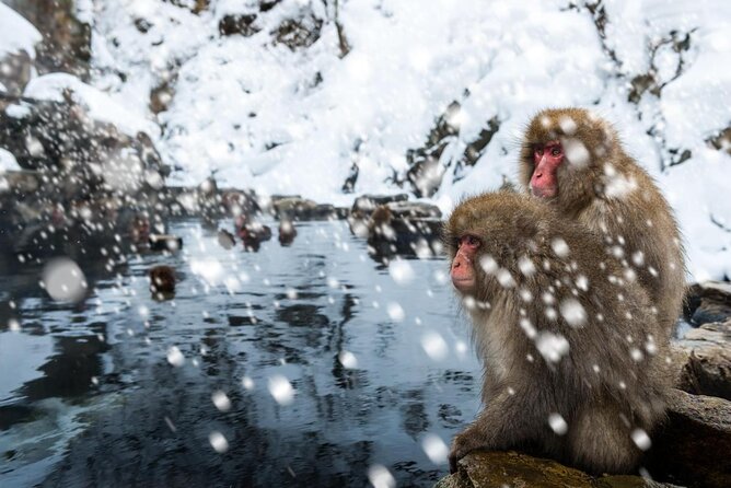 (Spring Only) 1-Day Snow Monkeys & Cherry Blossoms in Nagano Tour - Meeting Point and Start Time