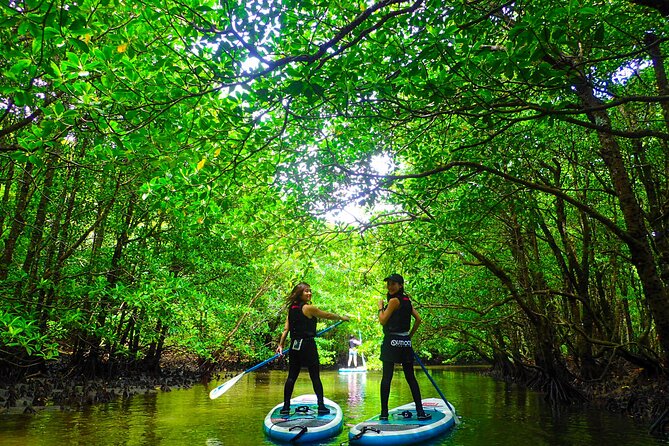 SUP/Canoe Tour In Mangrove Forest in Iriomote Okinawa - Discover the Hidden Gems of Okinawa Iriomote