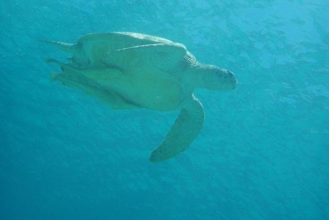 Swim With Sea Turtles at Kerama Islands - Important Additional Information