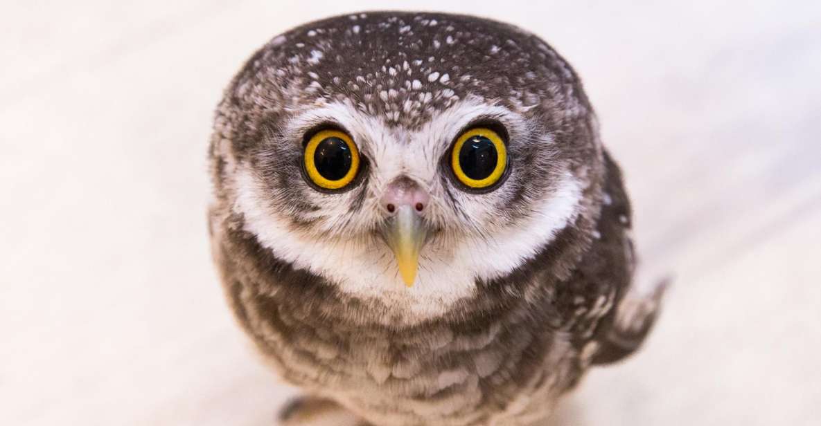 Tokyo: Meet Owls at the Owl Café in Akihabara - Experience at the Owl Café