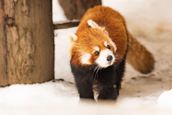 Visit Asahiyama Zoo, Fascinating Aoi-Ike and Shirohige Falls! - Asahiyama Zoo in Winter