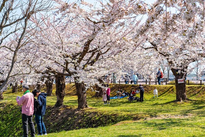 4 Hour Private Cherry Blossom "Sakura" Experience in Nagasaki - The Sum Up