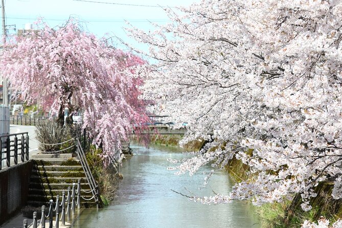 4 Hour Unique Kanazawa Cherry Blossom Sakura Private Experience - Cherry Blossom Viewing Locations