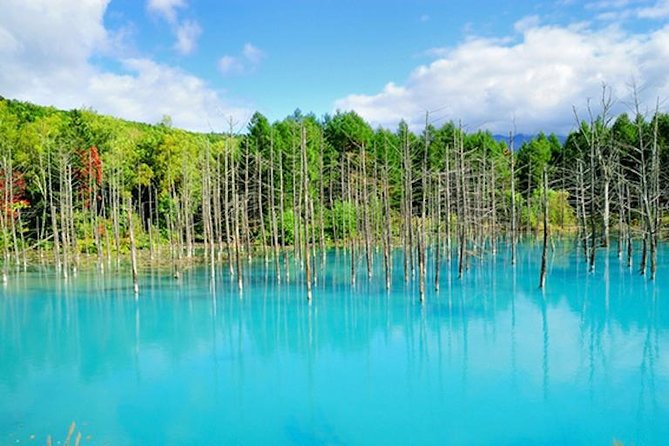 A Relaxing Day for Furano, Biei Blue Pond & Local Curry Lunch in Hokkaido! - Traveler Reviews